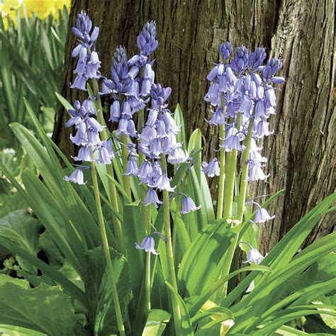 wood hyacinth deer resistant